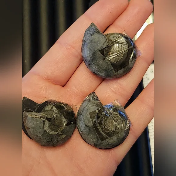 Black Split Ammonite Shell Fossil. Crystal Collector. - Picture 4 of 5